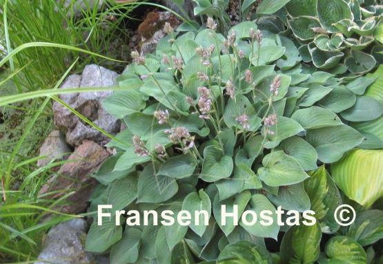 Hosta Drummer Boy